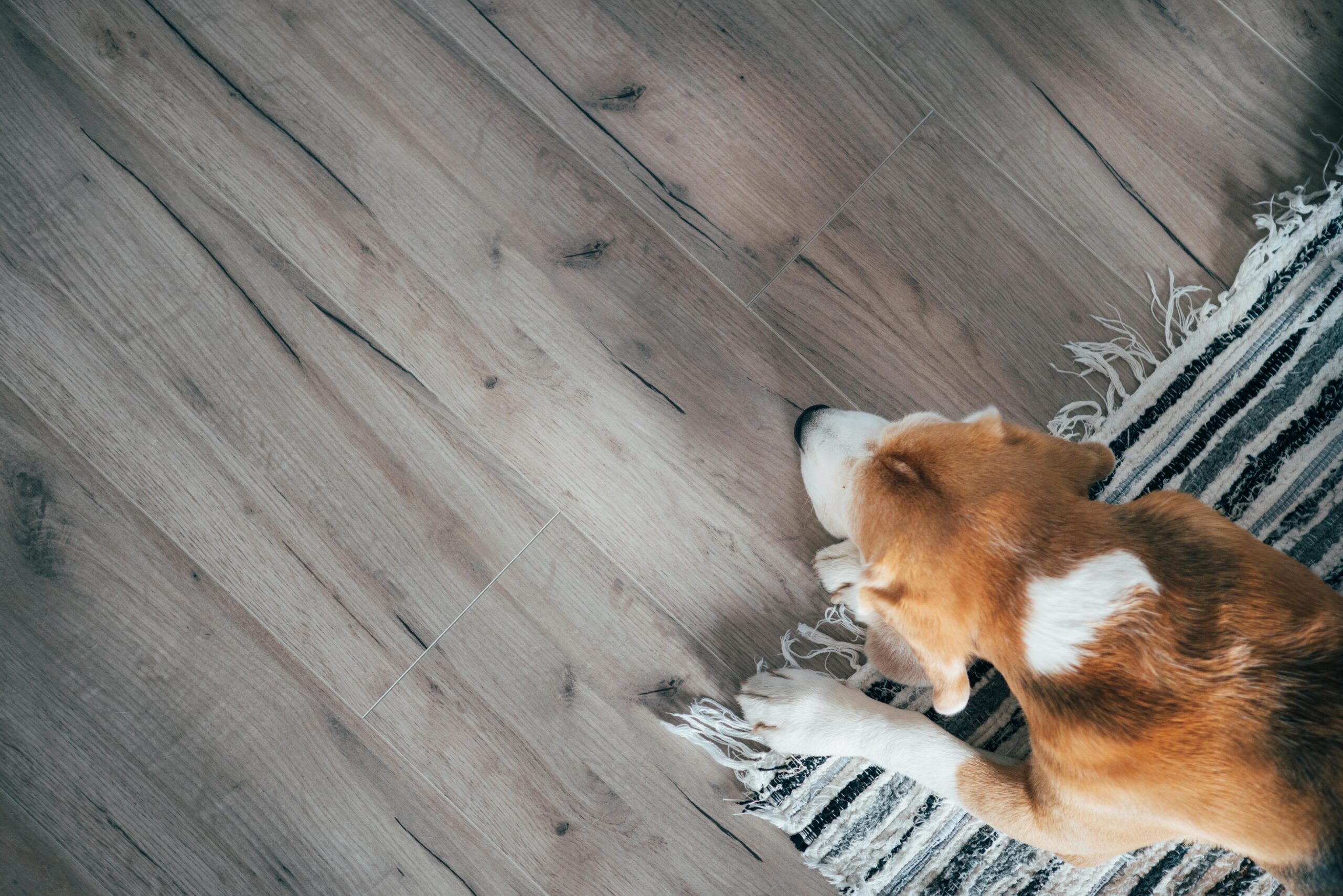 dog laying on wood floor