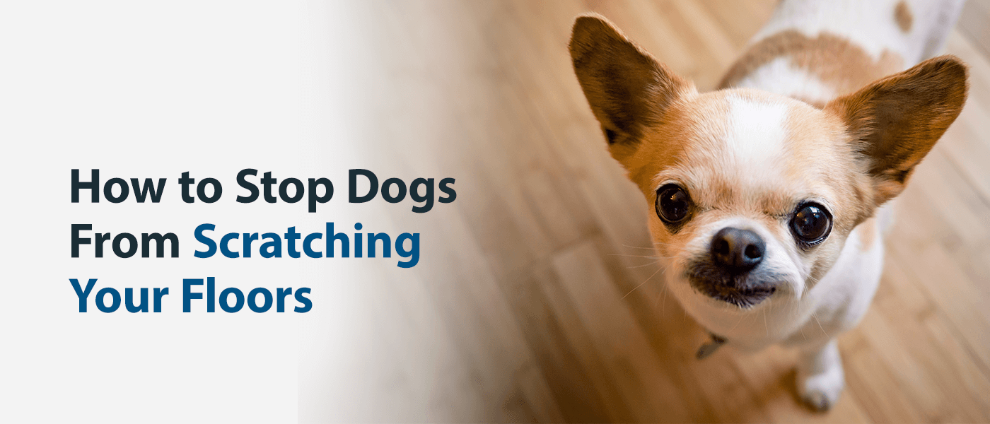 https://50floor.com/content/uploads/2021/08/01-How-to-Stop-Dogs-From-Scratching-Your-Floors-.png