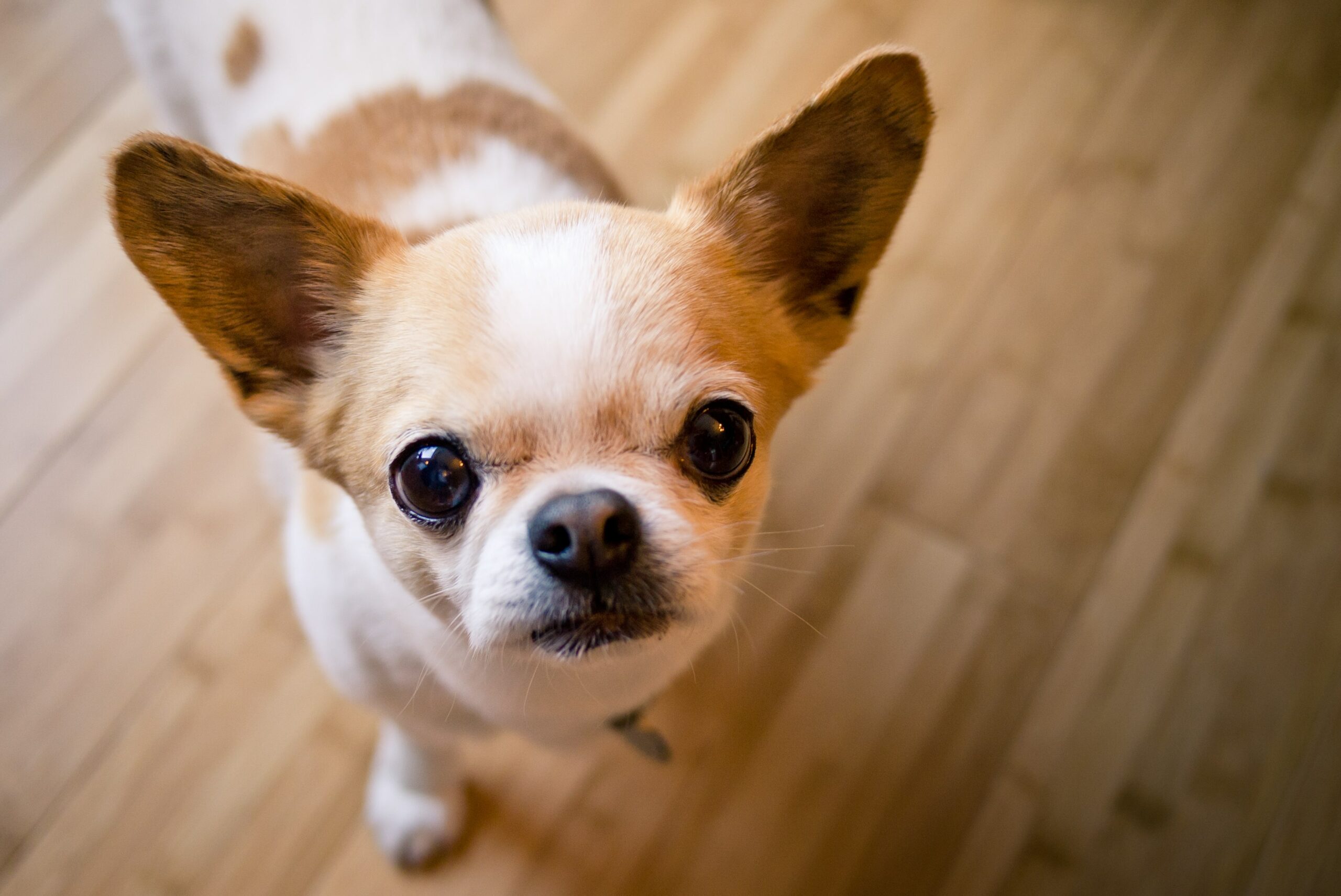 dog standing on wood floor