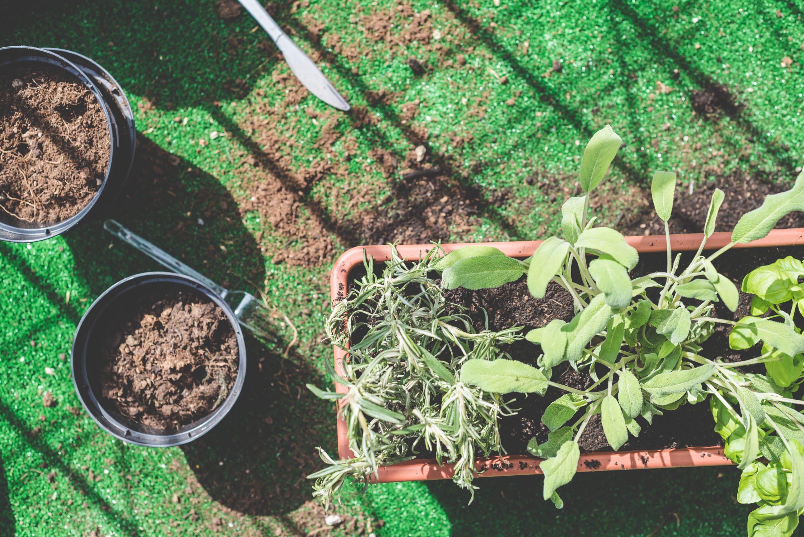 plants for biophilic design